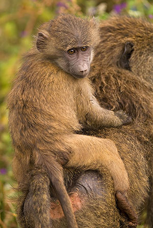 Papión oliva (Papio anubis). Zona de conservación de Ngorongoro