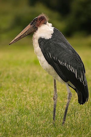 Marabú africano (Leptoptilos crumenifer). Zona de conservación de Ngorongoro