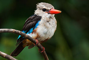Alción cabeciblanco (Halcyon leucocephala). P.N. Lago Manyara