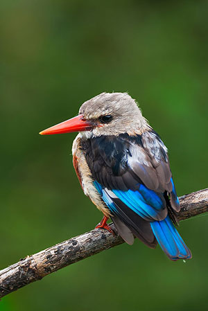 Alción cabeciblanco (Halcyon leucocephala). P.N. Lago Manyara
