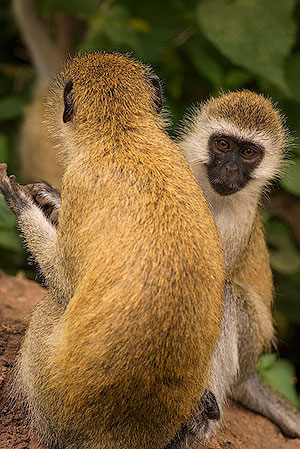 Cercopiteco verde (Chlorocebus pygerythrus). P.N. Lago Manyara