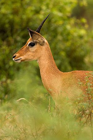 Redunca bohor (Redunca redunca). P.N. Lago Manyara