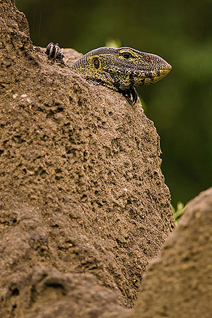 Lagarto monitor. P.N. Lago Manyara