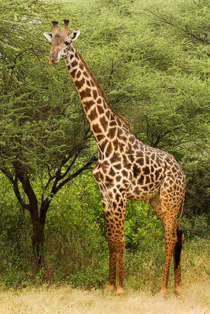 Jirafa (Giraffa camelopardalis). P.N. Lago Manyara