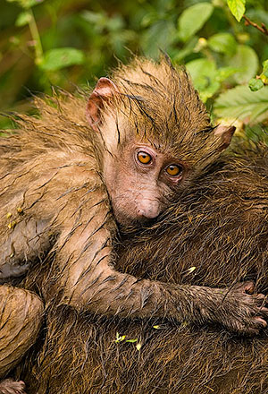 Papión oliva (Papio anubis). Babuino. P.N. Lago Manyara