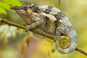 Fischer's chameleon (Kinyongia fischeri). P.N. Lago Manyara