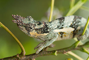 Camaleón de dos cuernos (Kinyongia sp). P.N. Lago Manyara