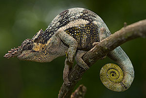 Fischer's chameleon (Kinyongia fischeri). P.N. Lago Manyara
