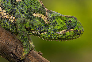 Camaleón. P.N. Lago Manyara