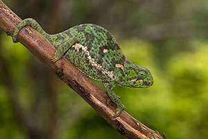 Camaleón. P.N. Lago Manyara
