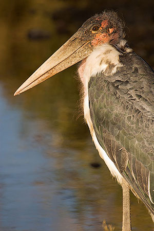 Marabú africano (Leptoptilos crumenifer). P.N. del Serengeti
