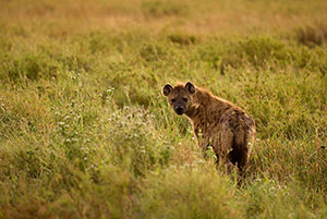 Hiena manchada (Crocuta crocuta). P.N. del Serengeti