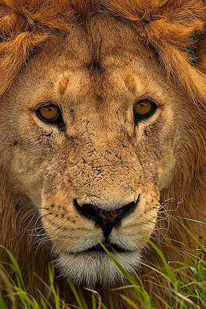 León (Panthera leo). P.N. del Serengeti