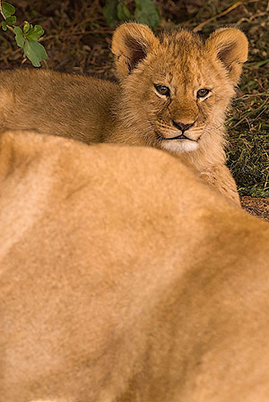 León (Panthera leo). P.N. del Serengeti