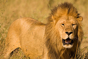 León (Panthera leo). P.N. del Serengeti
