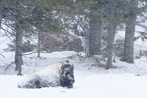 Bisonte americano (Bison bison). P.N. de Yellowstone